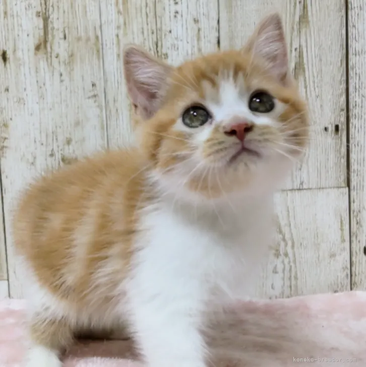 ID：2307-01424の子猫