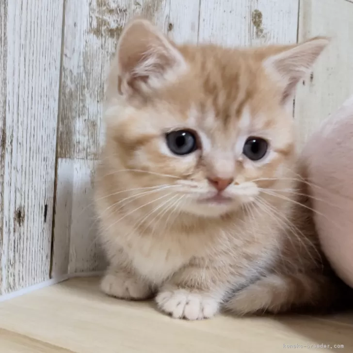 ちゃな 様のお迎えした子猫