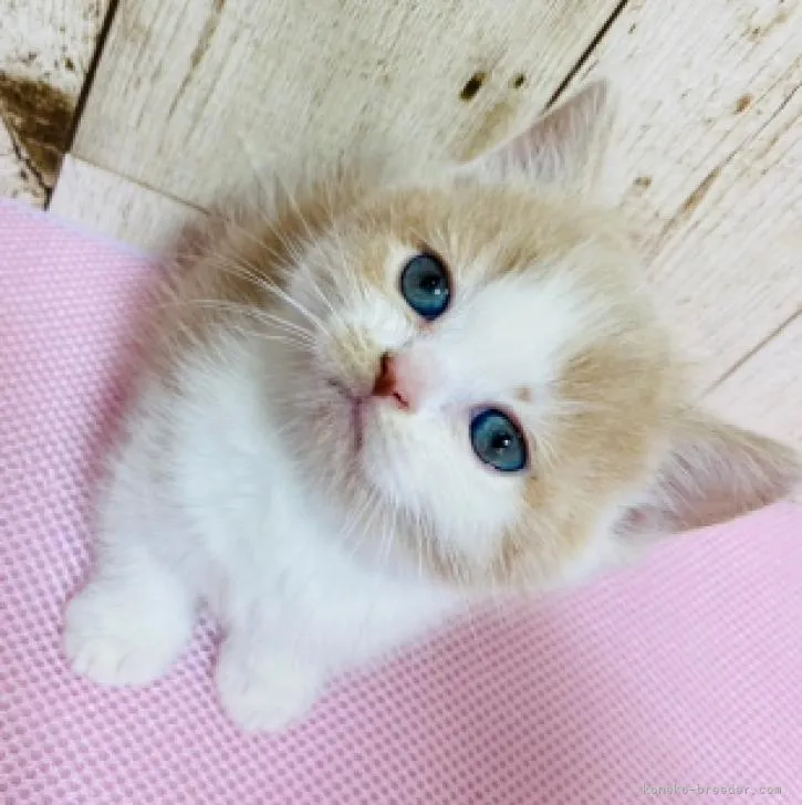 ID：2212-00672の子猫