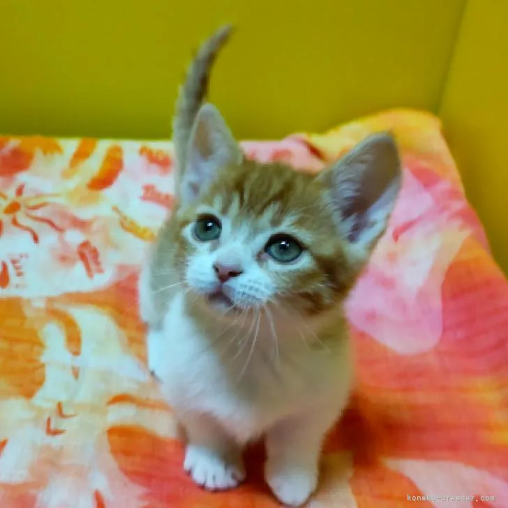 ID：2207-00795の子猫