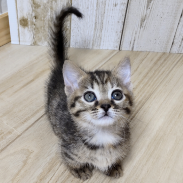 ジェネッタ【長野県・女の子・2024年4月30日・トーティ】の写真「７月７日までの掲載です🐈
短足の女の子🎀」