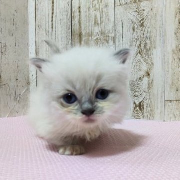 マンチカン(短足)【長野県・男の子・2023年5月26日・ブルーポイント】の写真「白いお顔にブルーのお耳💙」
