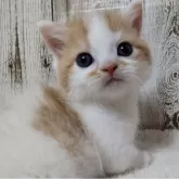 マンチカン(短足)【長野県・男の子・2024年5月22日・レッドタビー&ホワイト】の写真1