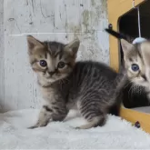 ジェネッタ【長野県・男の子・2024年11月4日・ブラウンタビー】の写真1