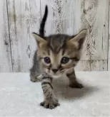 ジェネッタ【長野県・男の子・2024年11月4日・ブラウンタビー】の写真2