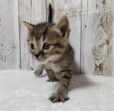 ジェネッタ【長野県・男の子・2024年11月4日・ブラウンタビー】の写真3