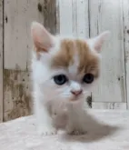 マンチカン(長足)【長野県・女の子・2023年7月7日・レッドタビー&ホワイトバン】の写真3