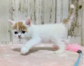 マンチカン(長足)【長野県・女の子・2023年7月7日・レッドタビー&ホワイトバン】の写真5