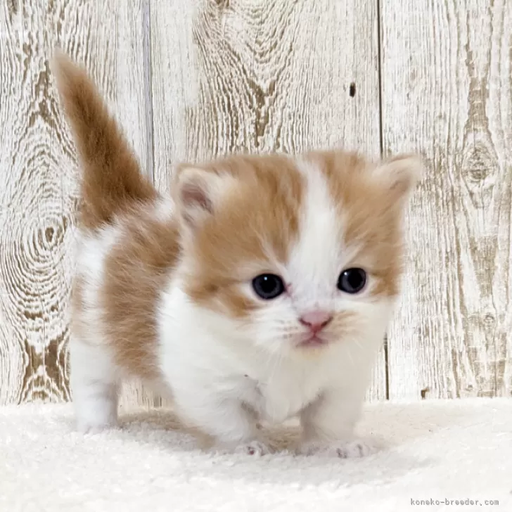 ID：2506-00697の子猫