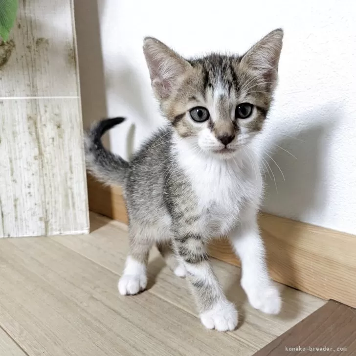 ID:2508-02163の子猫