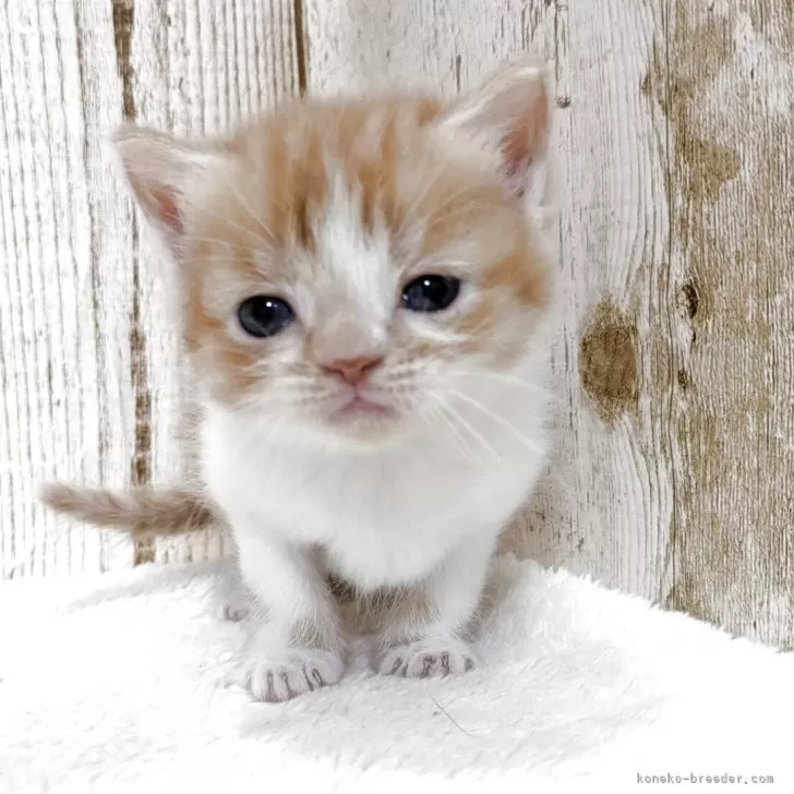 ID:2506-01709の子猫