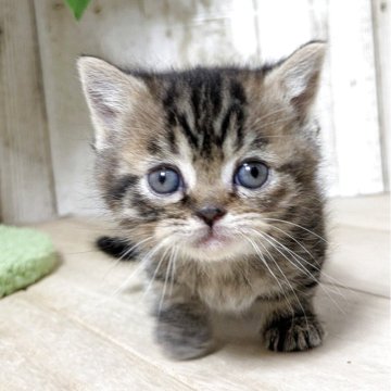 マンチカン(短足)【長野県・女の子・2025年10月16日・ブラウンパッチドタビー】の写真「元気な女の子🎀」