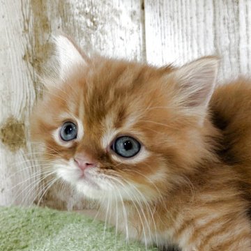 マンチカン(短足)【長野県・男の子・2025年10月16日・レッドタビー】の写真「元気な男の子🐾໊」