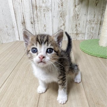 ジェネッタ【長野県・男の子・2025年7月19日・ブラウンスポテットタビー&ホワイト】の写真「元気っ子🐾໊」