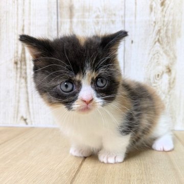 マンチカン(短足)【長野県・女の子・2025年10月16日・キャリコ】の写真「元気な女の子🎀」