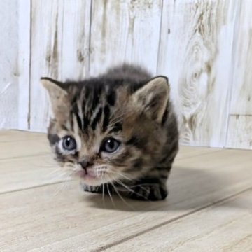 マンチカン(短足)【長野県・女の子・2025年10月16日・キャリコ】の写真「元気な女の子🎀」