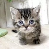 マンチカン(短足)