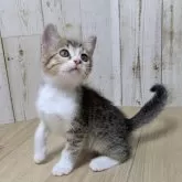 ジェネッタ
