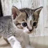 ジェネッタ