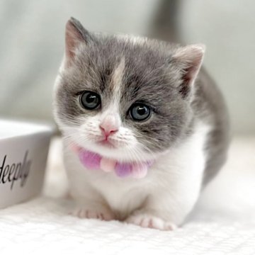 マンチカン(短足)【東京都・女の子・2025年11月10日・ダイリュートキャリコ】の写真「まんまる顔のかわいい女の子です♡」