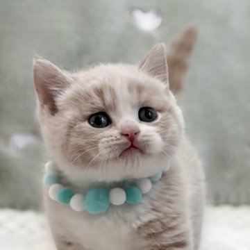 マンチカン(長足)【東京都・男の子・2025年11月10日・クリームタビー&ホワイト】の写真「くつ下柄が可愛い男の子です♡」