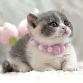 マンチカン(短足)【東京都・女の子・2025年11月10日・ダイリュートキャリコ】の写真2