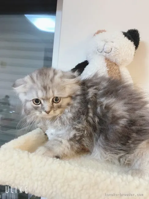 ID：2107-02102の子猫