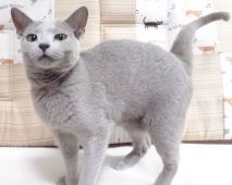 ロシアンブルー【・女の子・2017年9月2日・ブルー】