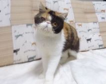 エキゾチックショートヘア【・女の子・2021年6月20日・キャリコ】