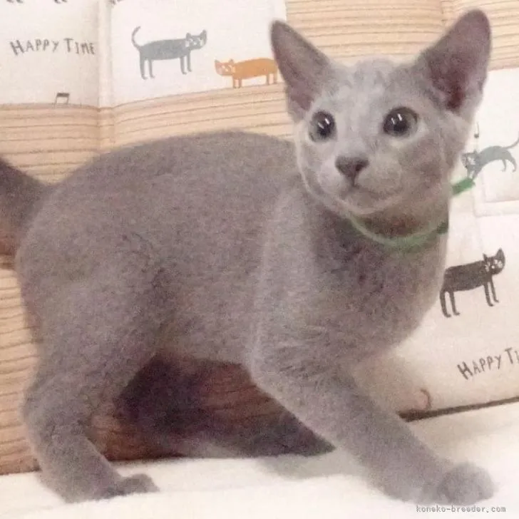 tk27 様のお迎えした子猫