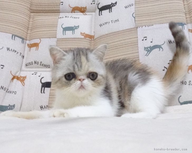 Ｓ.I 様のお迎えした子猫