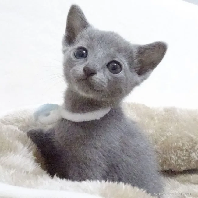 ID:2010-00077の子猫