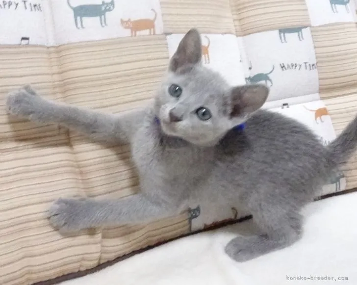 J.S 様のお迎えした子猫