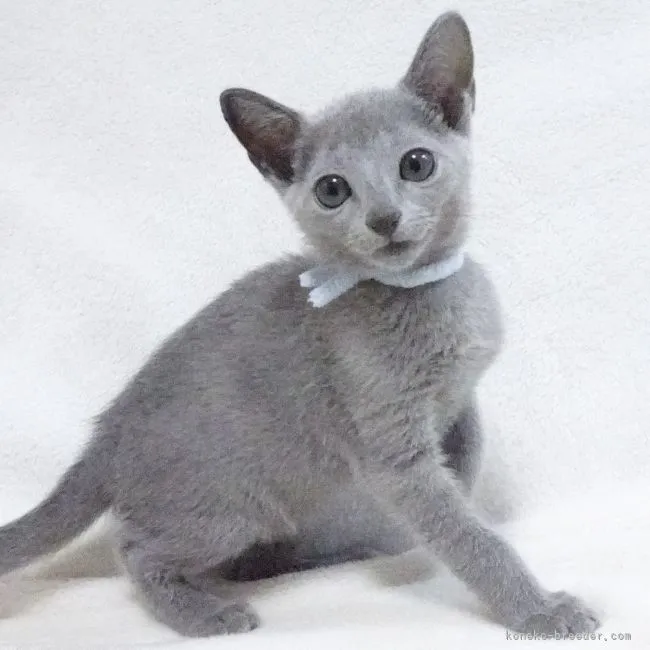 しんのすけ 様のお迎えした子猫