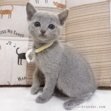 sk 様のお迎えした子猫