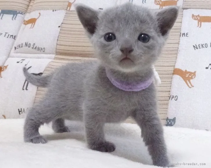 S.S 様のお迎えした子猫