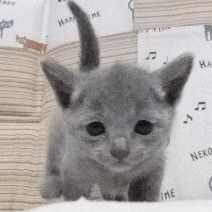 K.K 様のお迎えした子猫