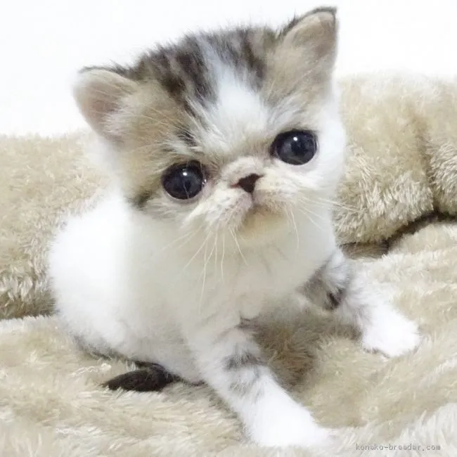 ID：2011-01482の子猫