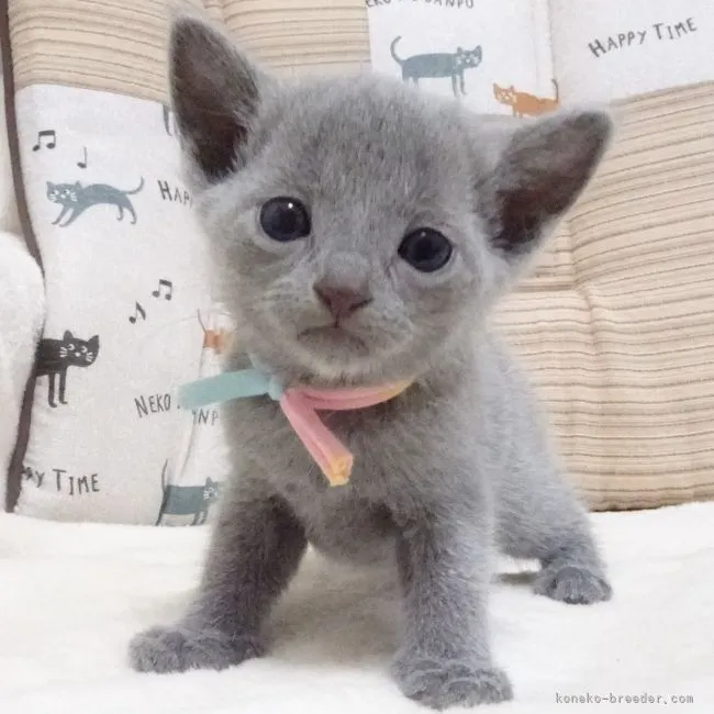 ID：2108-00990の子猫