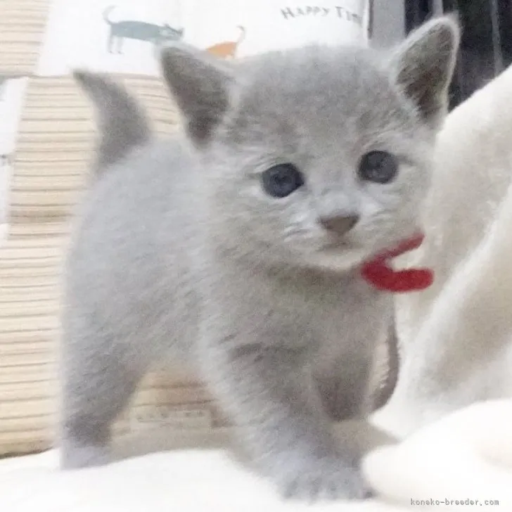 ID:2304-00776の子猫