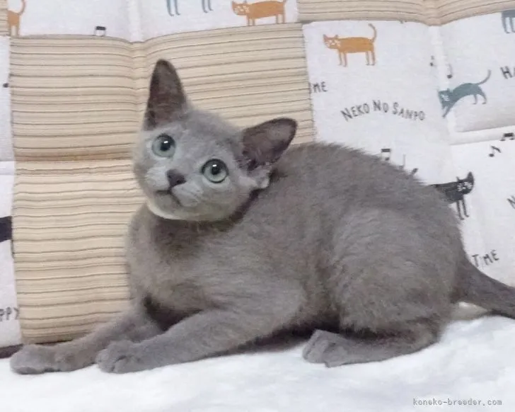 山 様のお迎えした子猫