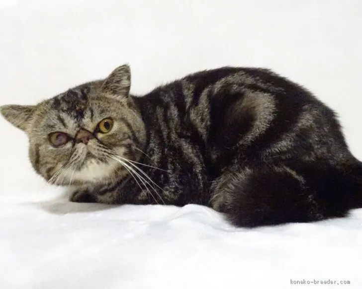 ID:1909-01666の子猫