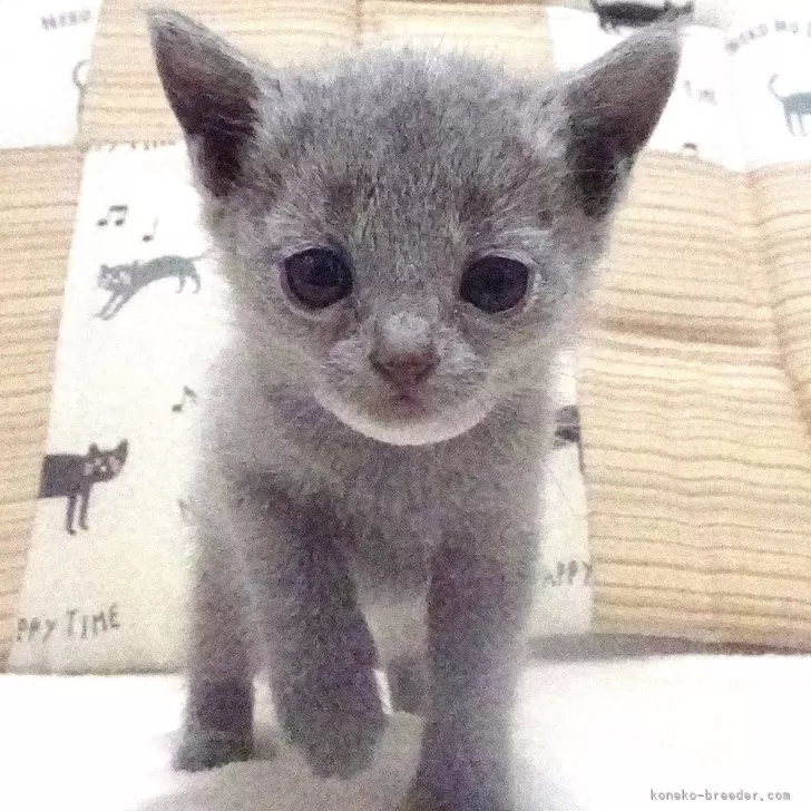 ID：2411-01419の子猫