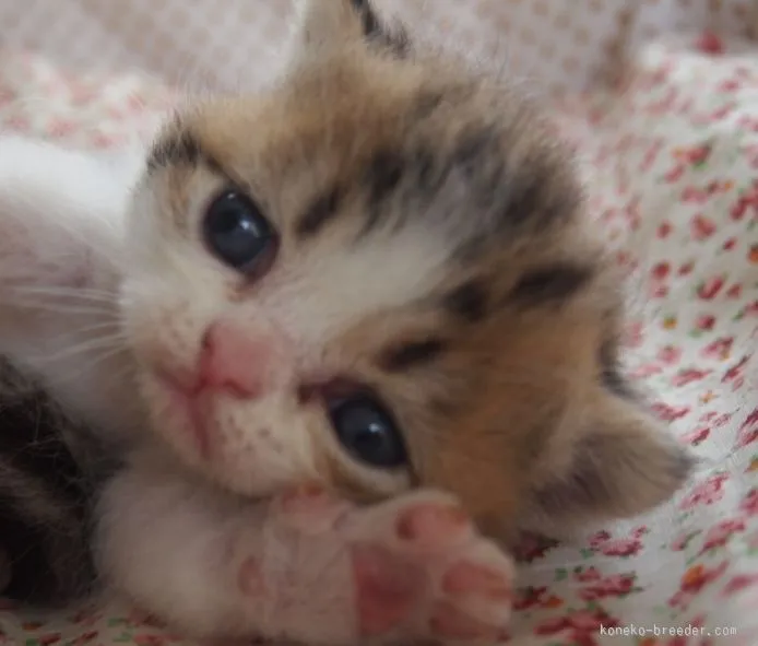 澤口　佐都美 様のお迎えした子猫