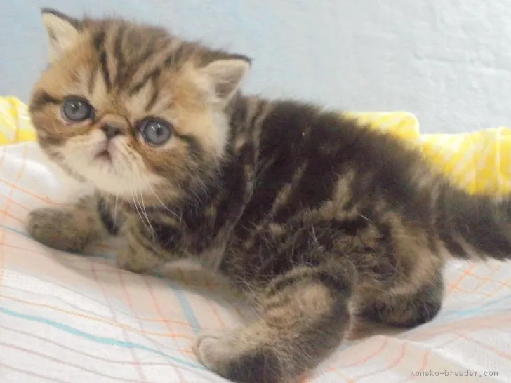 ID：1903-00828の子猫