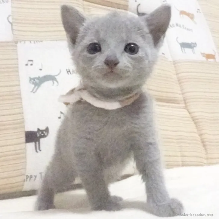 T.A 様のお迎えした子猫