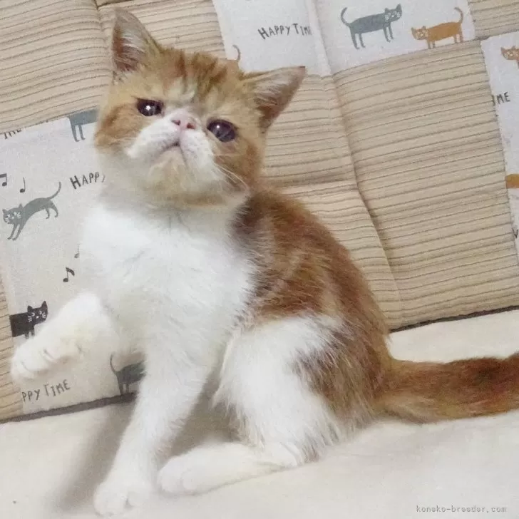 ID:2410-02802の子猫