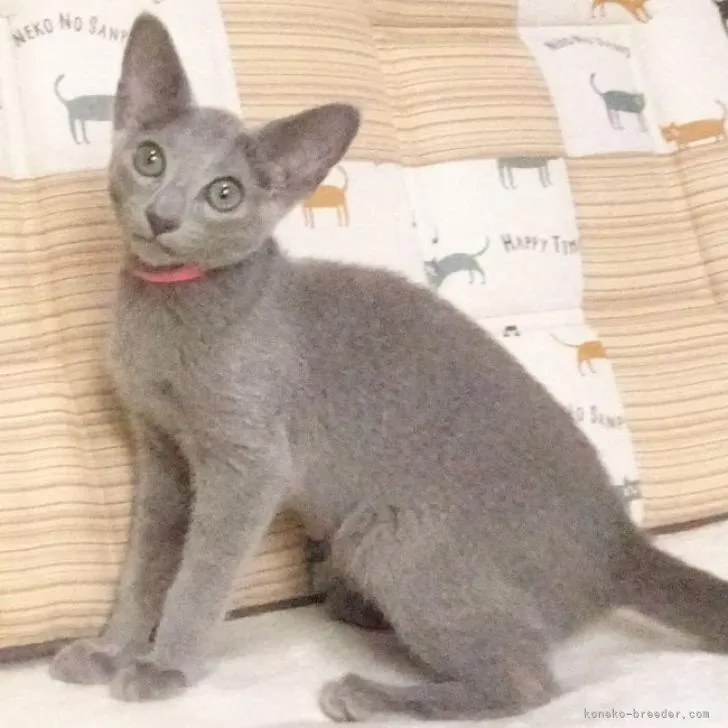 ID:2207-00580の子猫