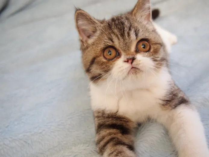 ☆はるくん☆ 様のお迎えした子猫