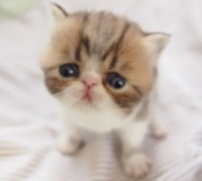 ID：1504-00291の子猫